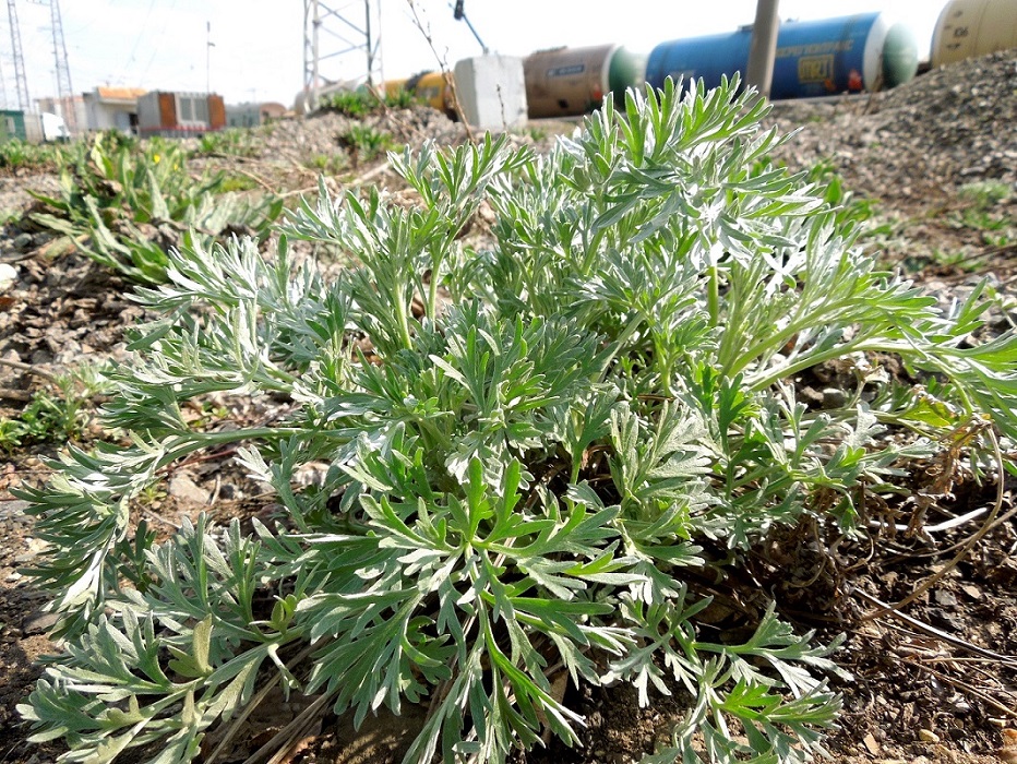 Изображение особи Artemisia absinthium.