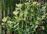 Levisticum officinale. Побеги с соцветиями. Германия, г. Дюссельдорф, Ботанический сад университета. 02.06.2014.