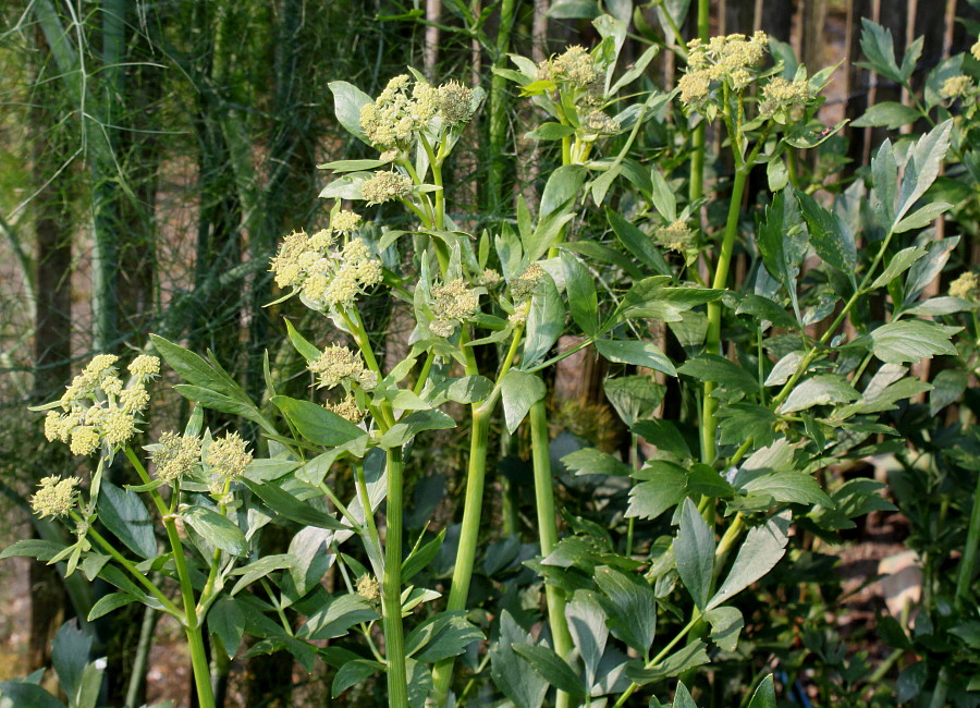 Image of Levisticum officinale specimen.