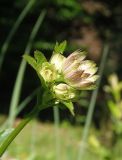 Astrantia major. Соцветие. Украина, Львовская обл., Бориславский горсовет, пгт Сходница, луг возле леса. 09.06.2014.