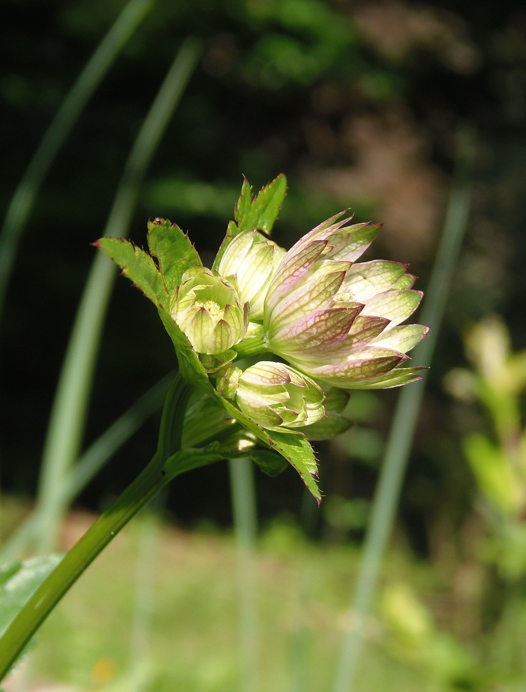 Image of Astrantia major specimen.