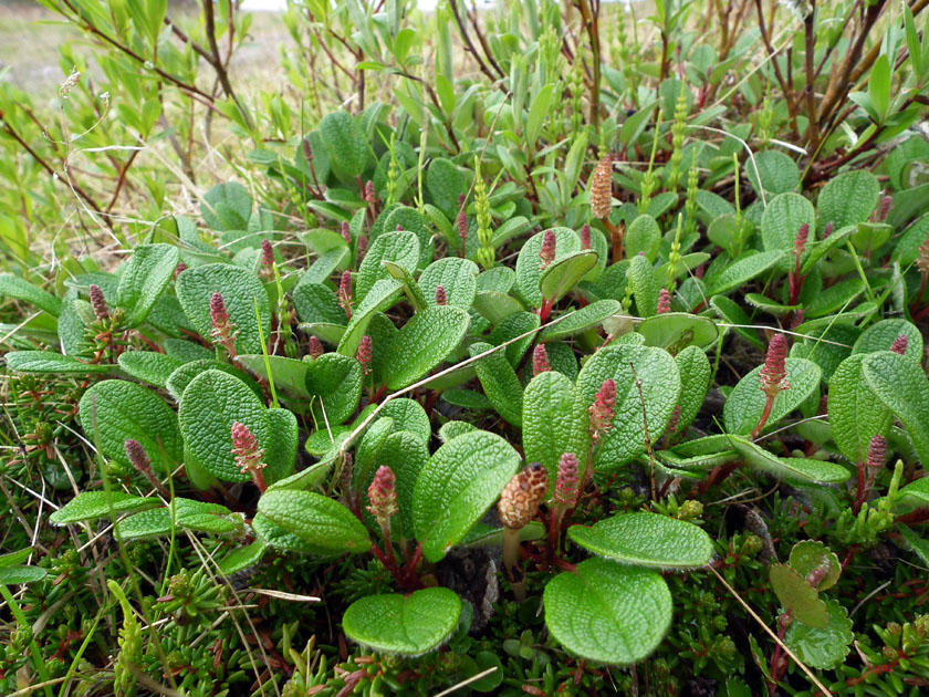 Image of Salix reticulata specimen.