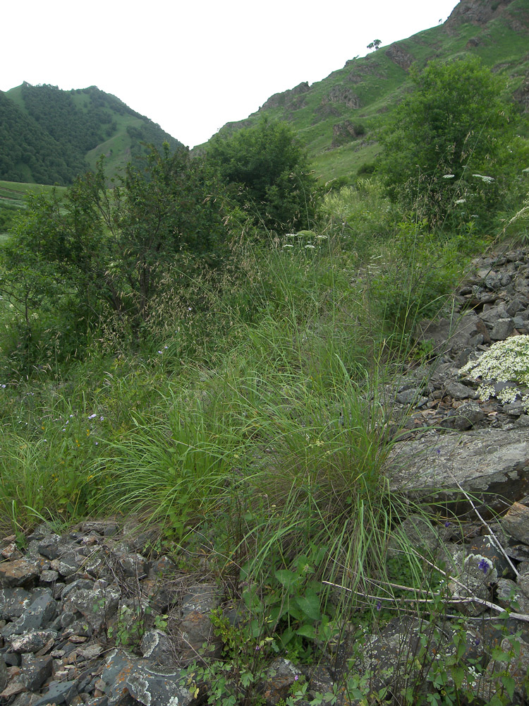 Image of Festuca sclerophylla specimen.