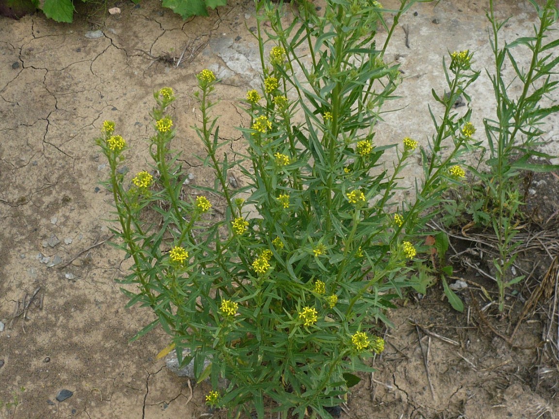 Изображение особи Erysimum hieraciifolium.