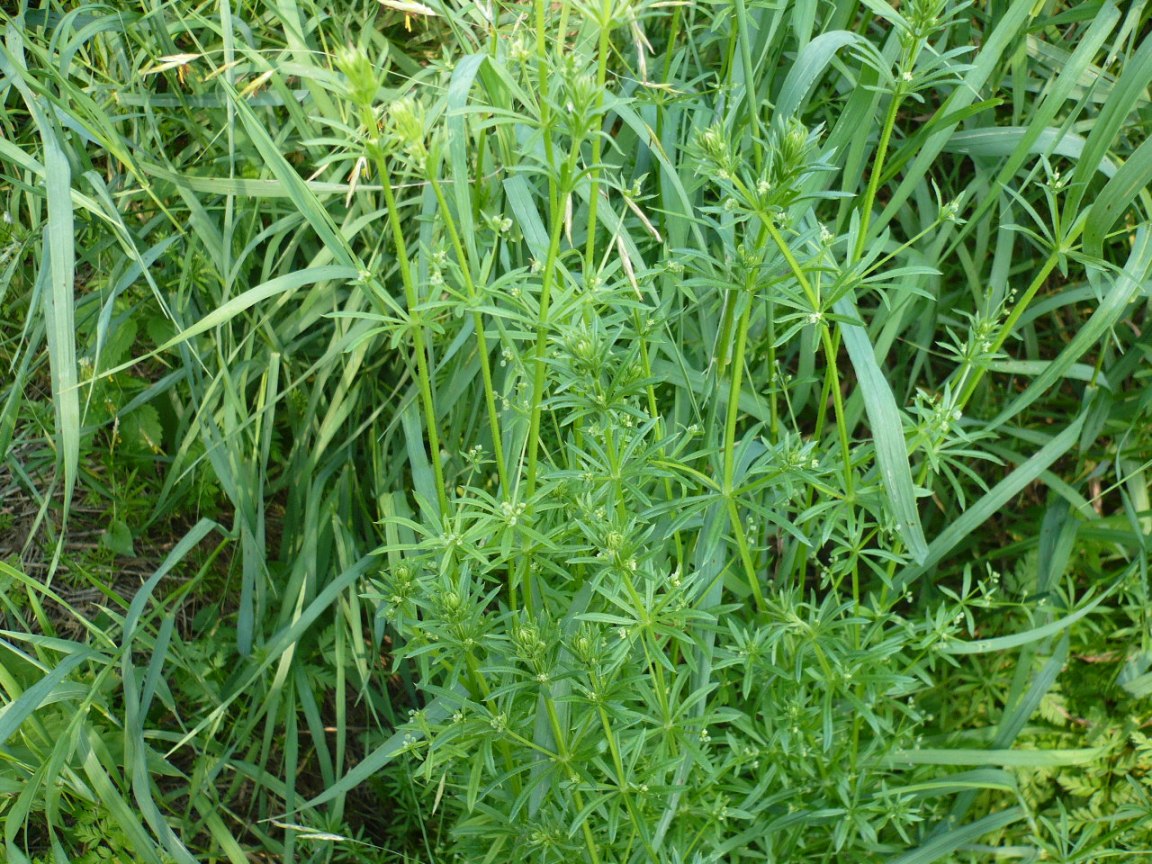 Изображение особи Galium uliginosum.