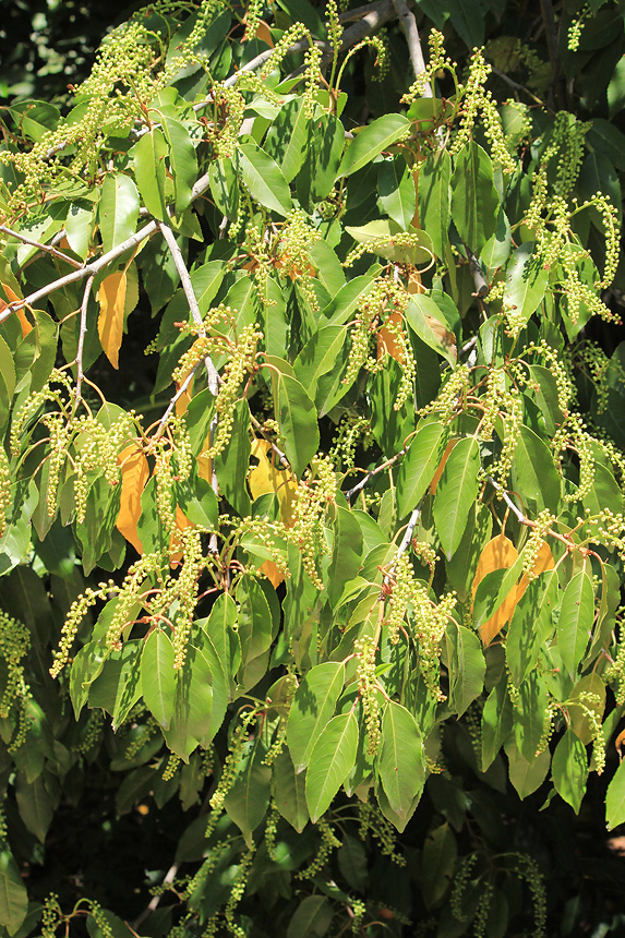 Image of Lauro-cerasus lusitanica specimen.