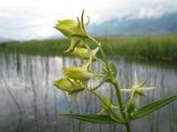 Halenia corniculata. Верхушка цветущего растения. Восточный Казахстан, Южный Алтай, сев. подножья хр. Сарымсакты, Бухтарминская впадина, лугово-степное разнотравье на берегу термального ручья. 3 июля 2012 г.