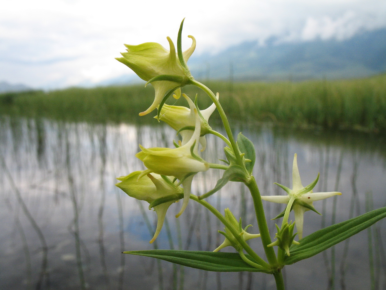 Image of Halenia corniculata specimen.