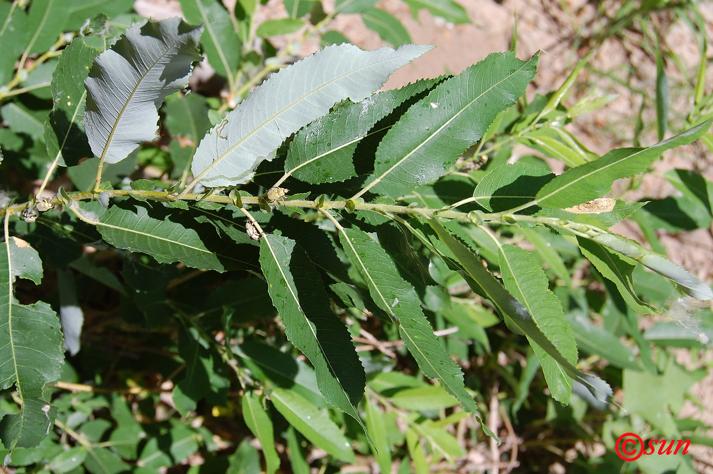 Image of Salix triandra specimen.