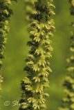 Juglans cinerea