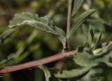 Image of taxon representative. Author is Раду Страту