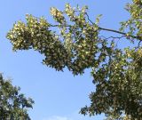 Ostrya carpinifolia