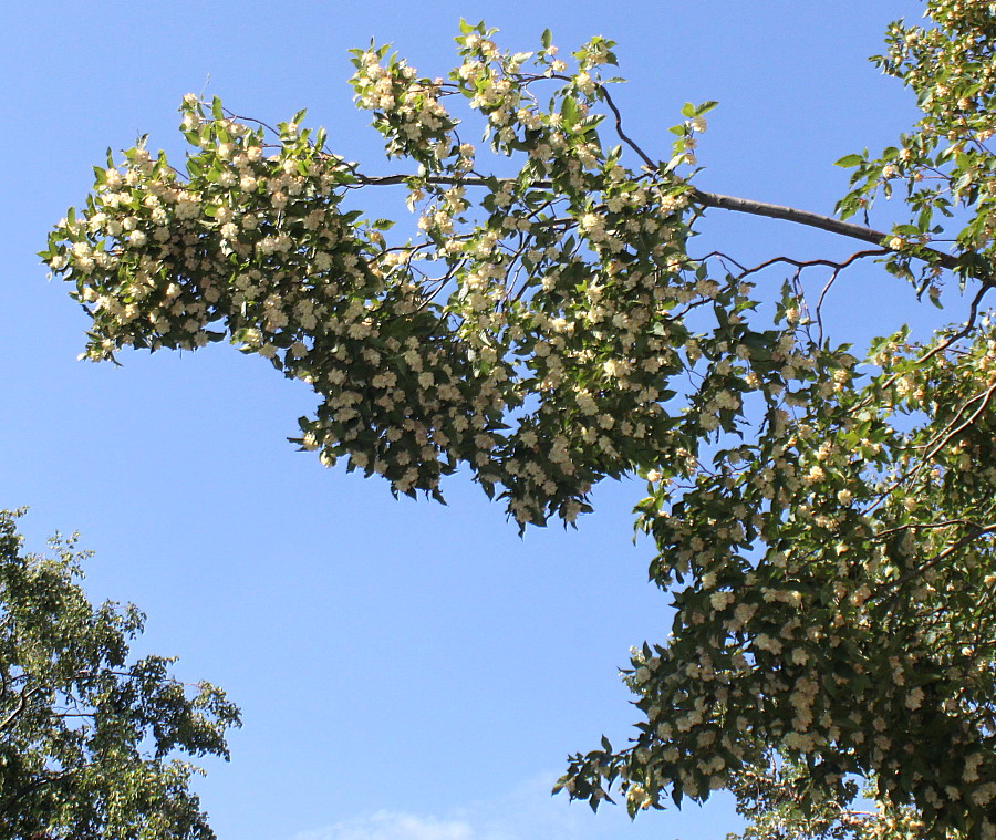 Image of Ostrya carpinifolia specimen.