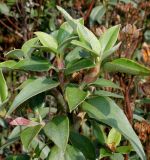 Cistus laurifolius. Побеги. Германия, г. Дюссельдорф, Ботанический сад университета. 04.09.2014.