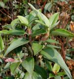 Cistus laurifolius