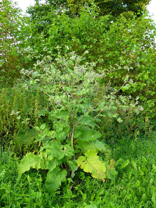 Image of Arctium tomentosum specimen.