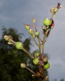 Scrophularia umbrosa