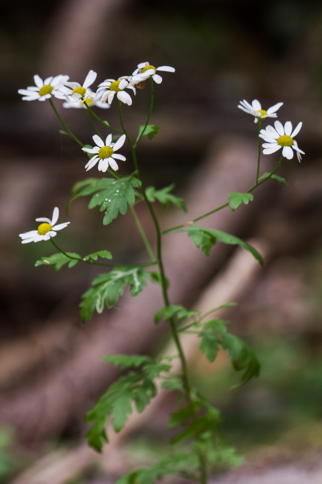 Image of Pyrethrum parthenifolium specimen.