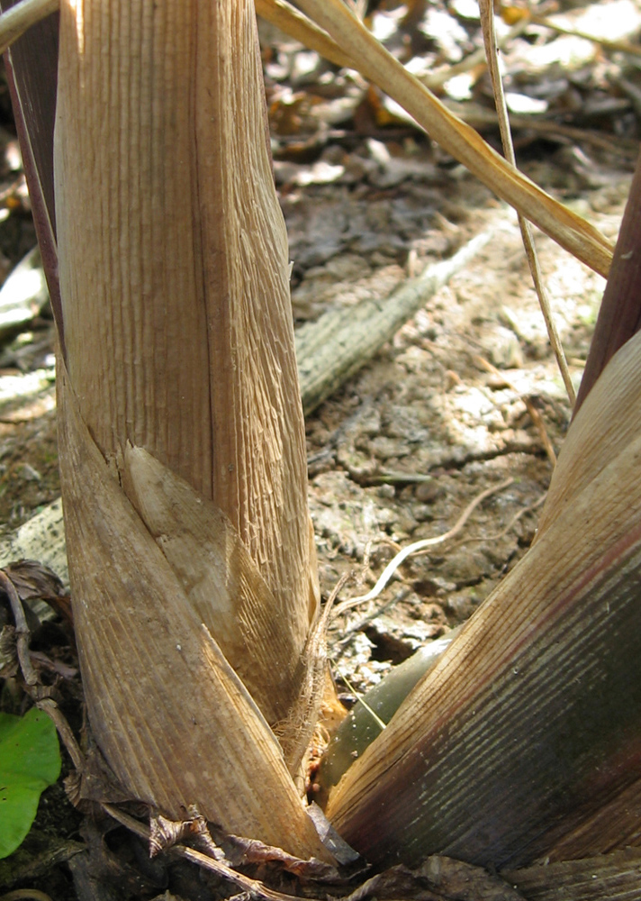 Image of Zizania latifolia specimen.