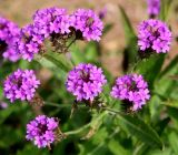 Verbena rigida. Соцветия. Германия, г. Крефельд, Ботанический сад. 06.09.2014.