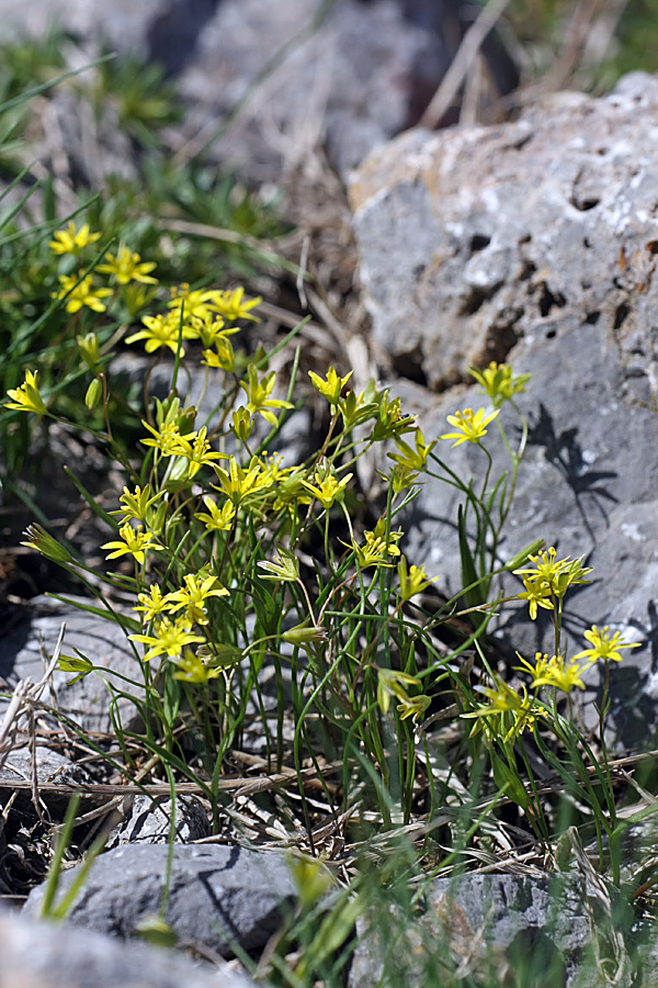 Image of genus Gagea specimen.