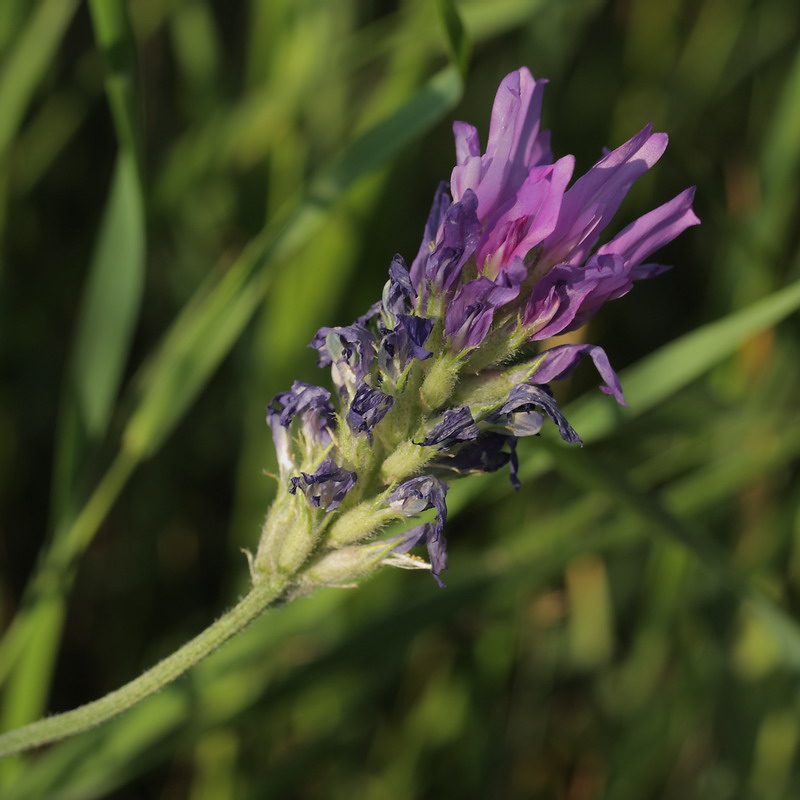 Изображение особи Astragalus onobrychis.