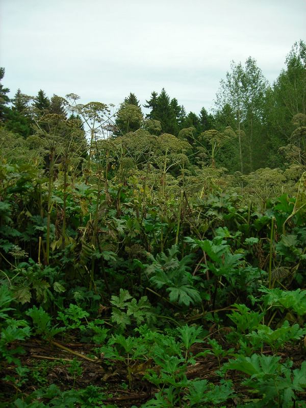 Image of Heracleum sosnowskyi specimen.