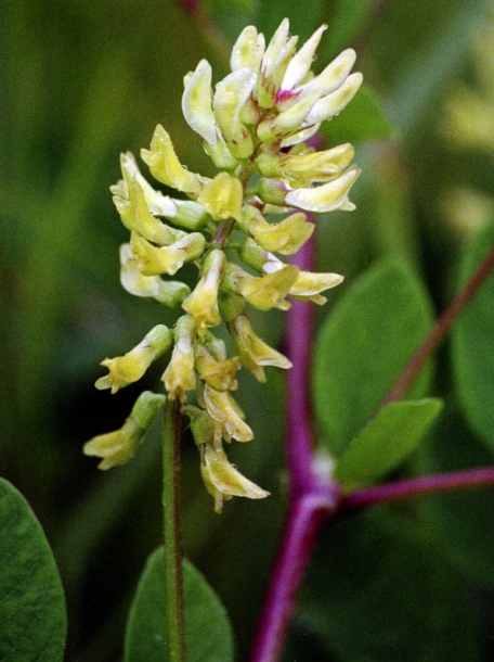 Image of Astragalus glycyphyllos specimen.