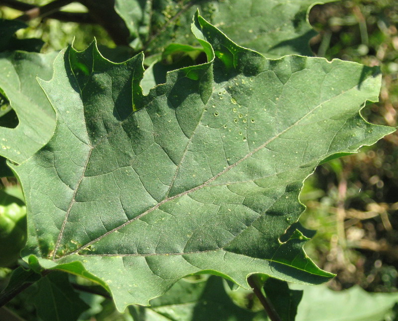 Image of Datura stramonium var. inermis specimen.