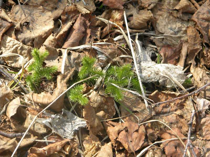 Image of Lycopodium annotinum specimen.