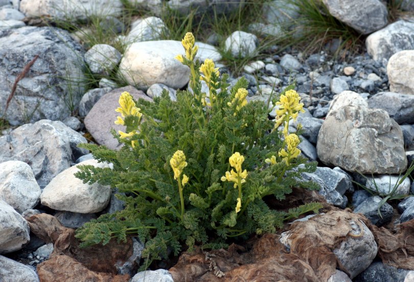 Image of Corydalis gortschakovii specimen.
