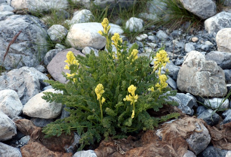 Изображение особи Corydalis gortschakovii.