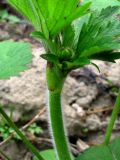 Ranunculus grandifolius