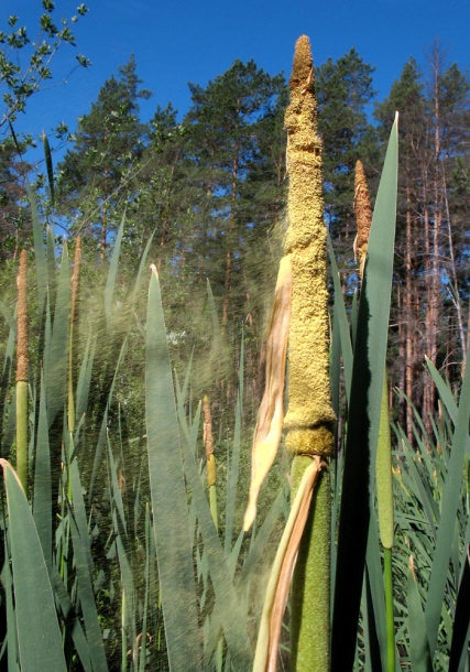 Изображение особи Typha latifolia.