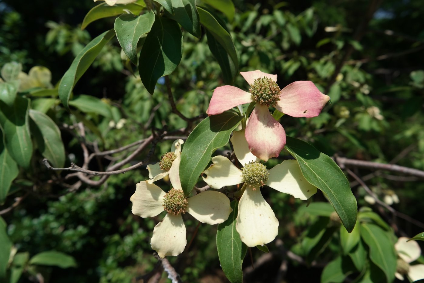 Изображение особи Cynoxylon capitatum.