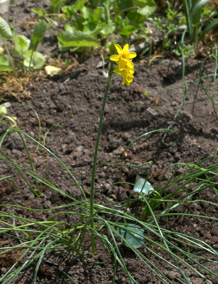 Image of Narcissus jonquilla specimen.