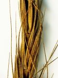 Elymus excelsus