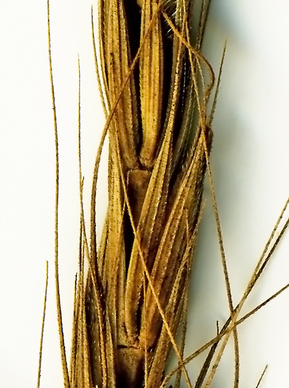 Изображение особи Elymus excelsus.