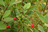 Berberis vulgaris. Ветвь с плодами. Новгородская обл., Боровичский р-н, восточнее дер. Сушани, луговой склон. 30.08.2015.