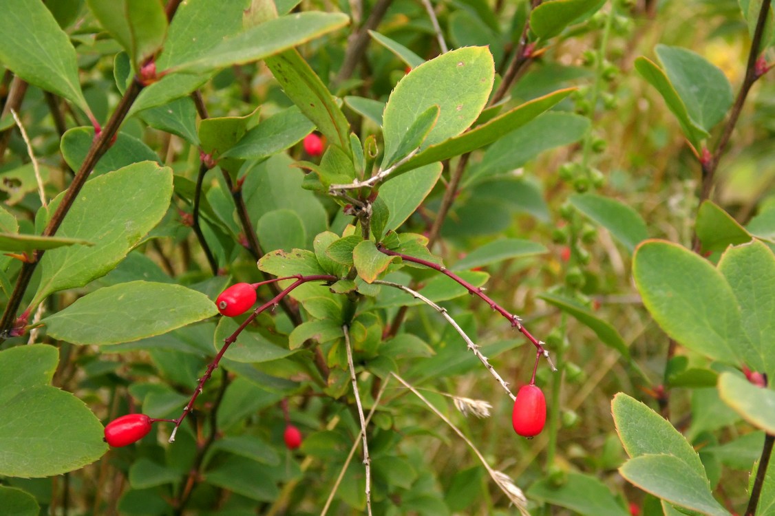 Изображение особи Berberis vulgaris.