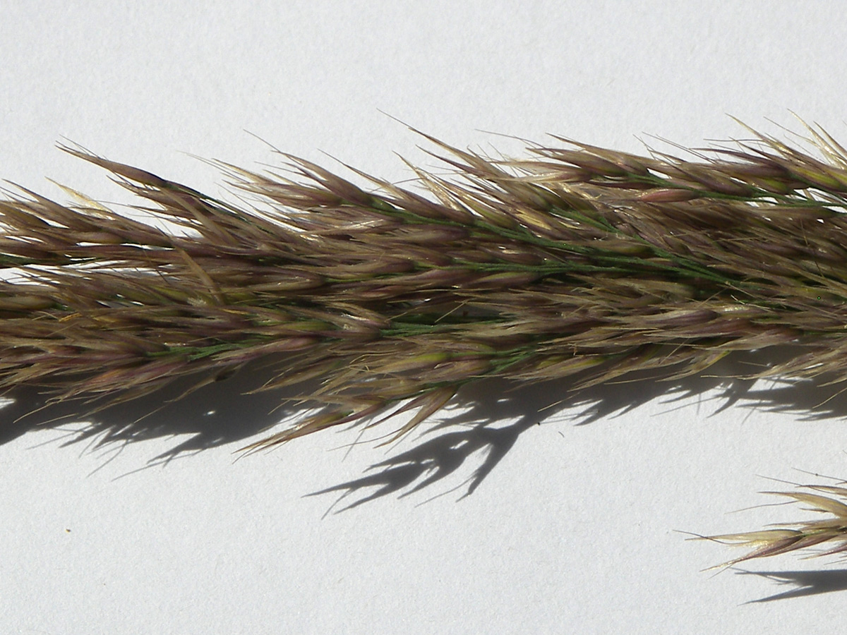 Image of Calamagrostis &times; paradoxa specimen.