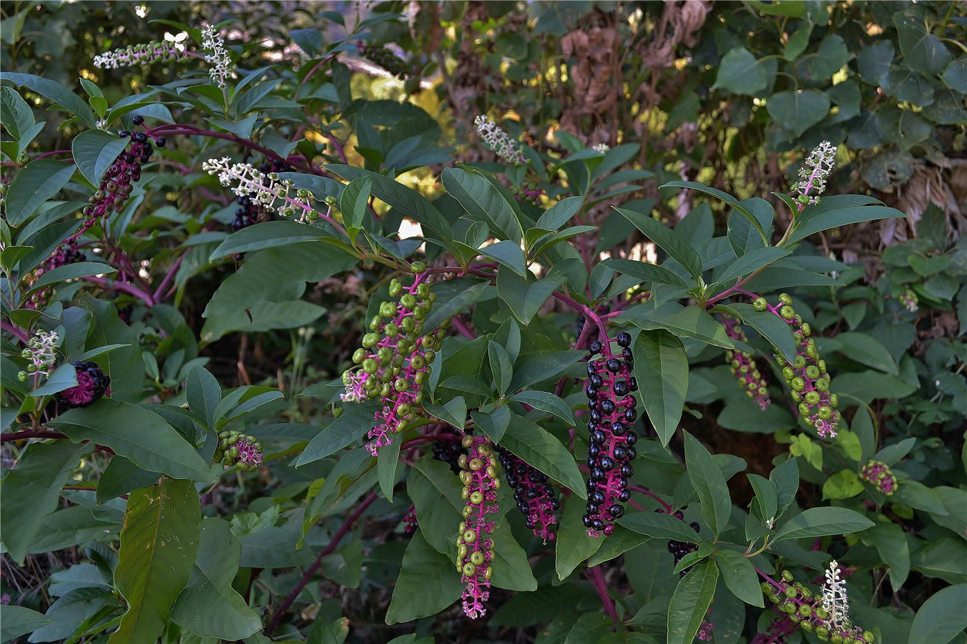 Изображение особи Phytolacca americana.