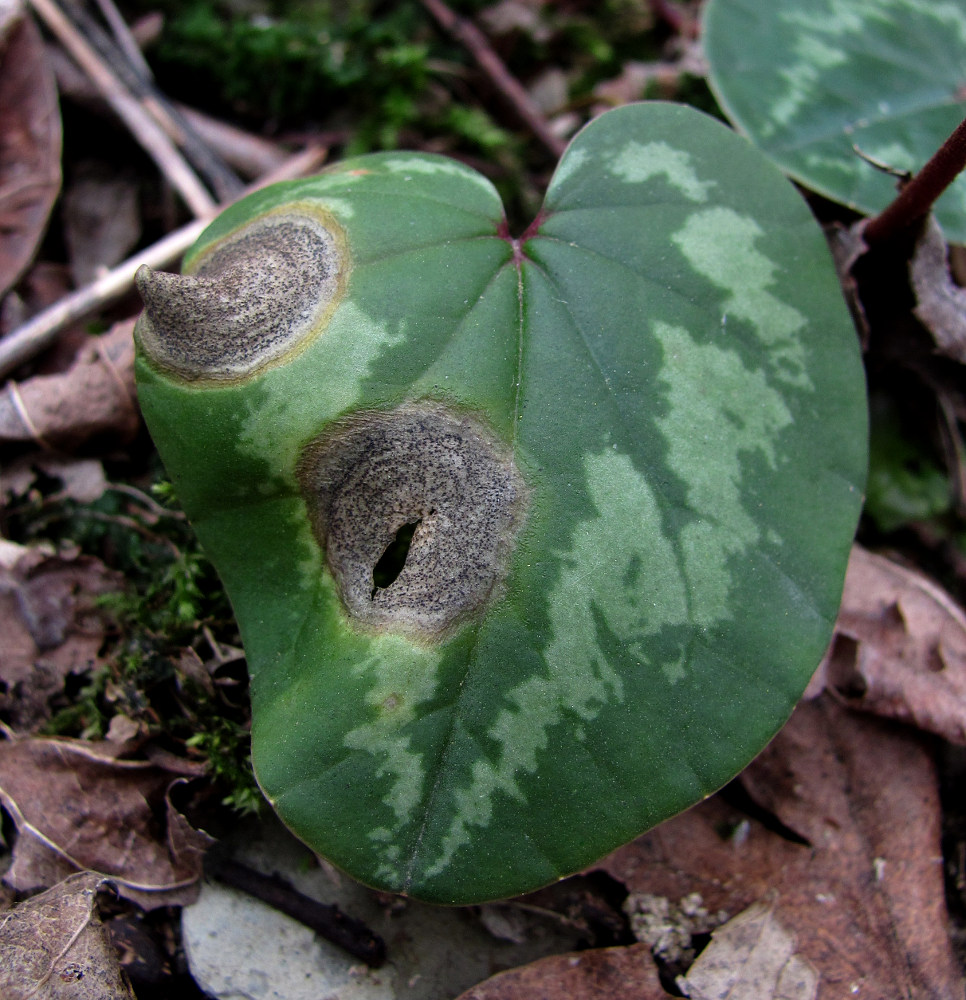 Image of Cyclamen coum specimen.