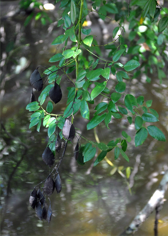 Image of Caesalpinia crista specimen.