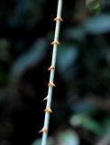 Calamus viminalis. Часть побега с шипами. Андаманские острова, остров Лонг, влажный тропический лес. 06.01.2015.