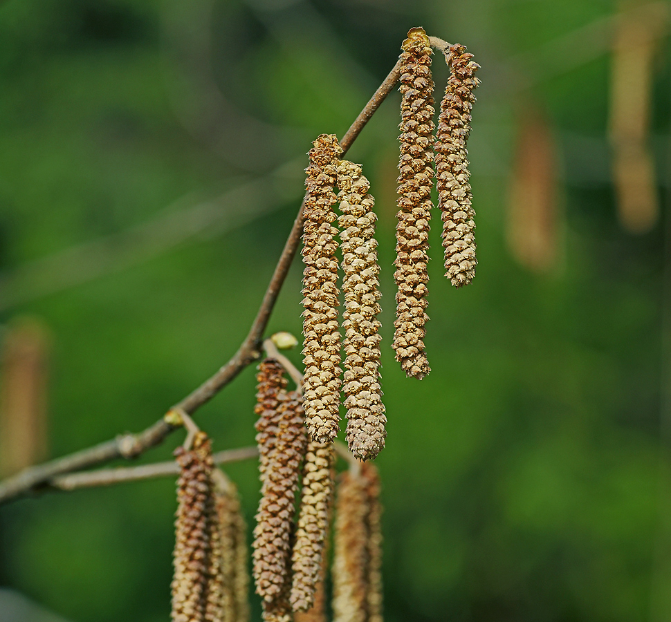 Image of Corylus avellana specimen.