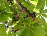 Sterculia foetida