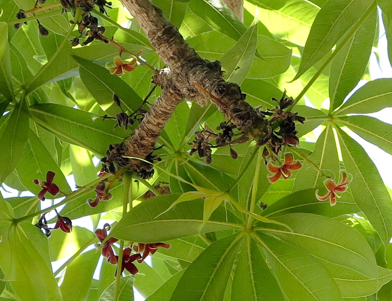 Изображение особи Sterculia foetida.