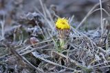 Tussilago farfara