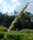 Elytrigia repens